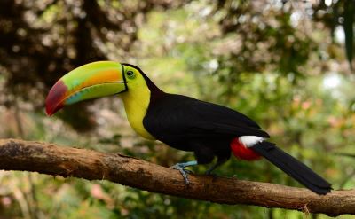 Belize toucan